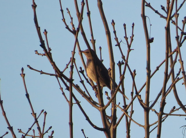 Black-throated Thrush - St Asaph, North Wales