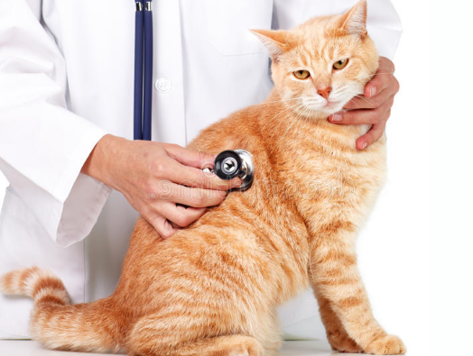 Cara Merawat Kucing Anggora, Persia dengan Benar