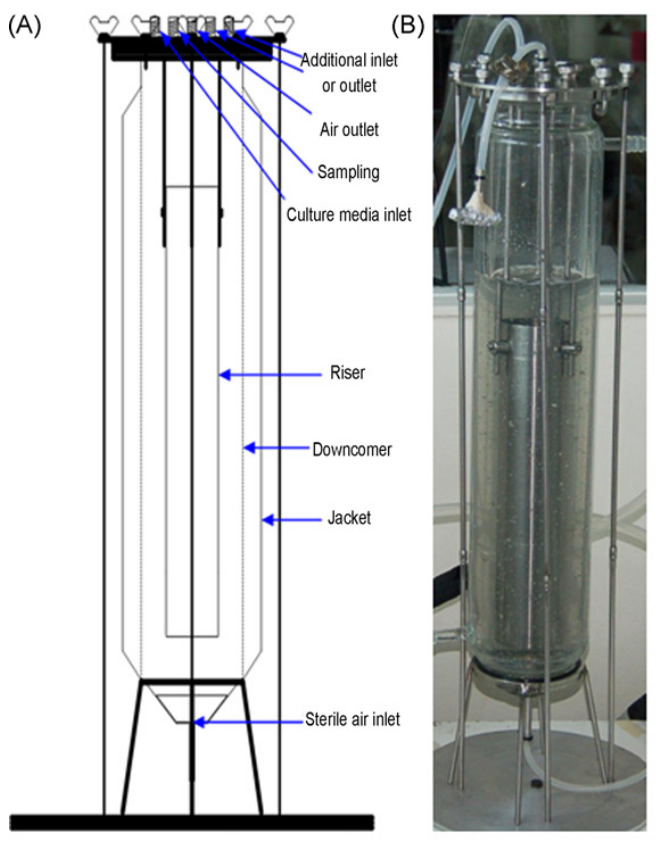 Yeast Extract Project Airlift fermenter models