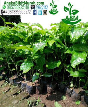 jual bibit markisa murah jual bibit tanaman murah jual bibit markisa murah jual bibit tanaman murah
