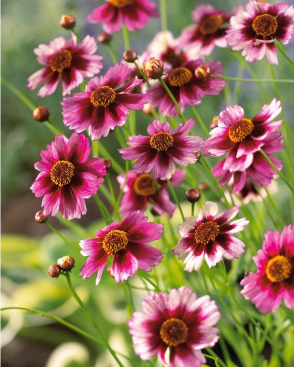 LOVELY FLOWERS: Very Nice Wonderfull Flower high resolution images free