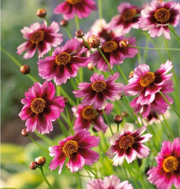 25 New Lovely Flowers Images Free Download Twelve flowers of the year my granny likes nature very much. 25 new lovely flowers images free download