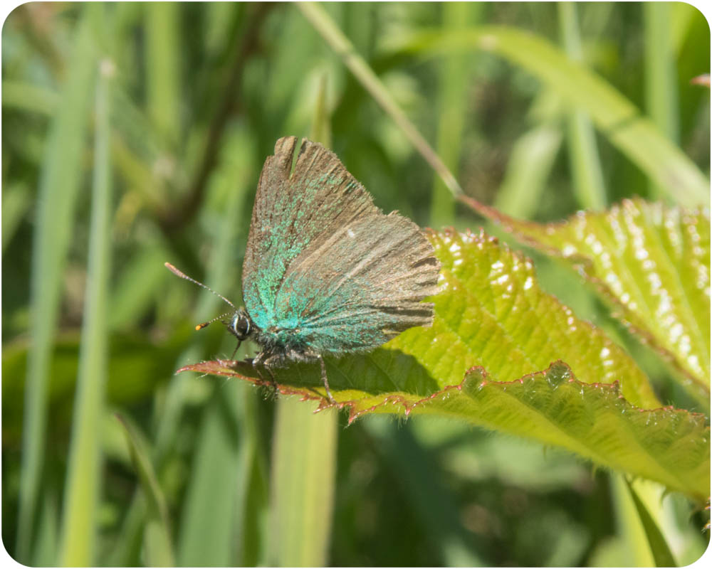 Carmarthenshire Moth and Butterfly Group Two Butterflies to record