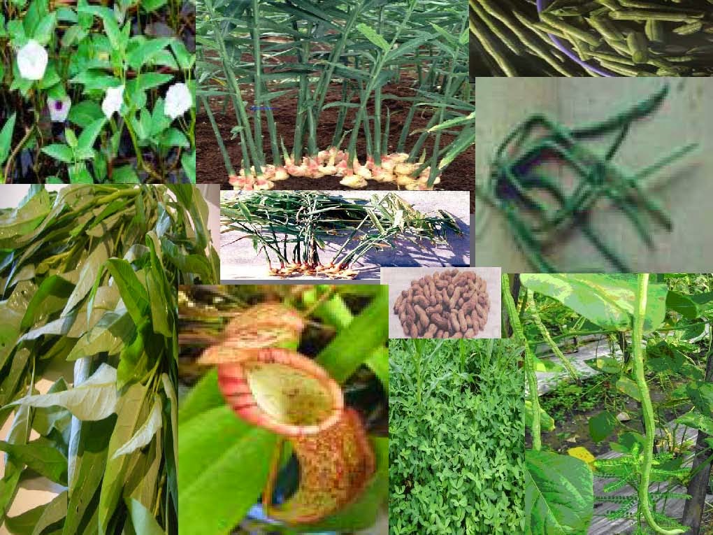 Mengenal Dunia Tumbuhan ~ Rangkuman Pengetahuan Alam Lengkap