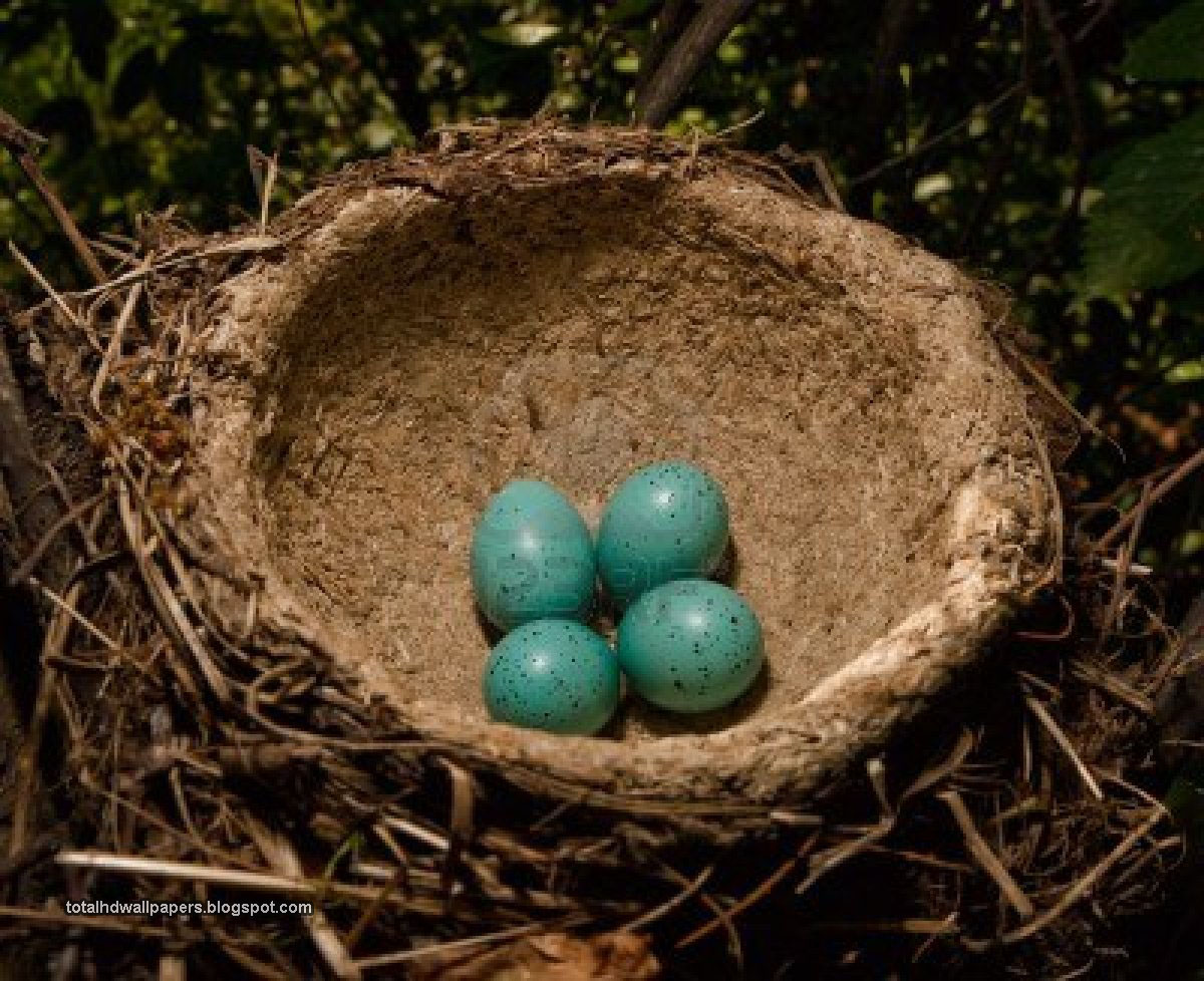 Bird egg in Eggshell Wallpapers hd - Free Wallpaper