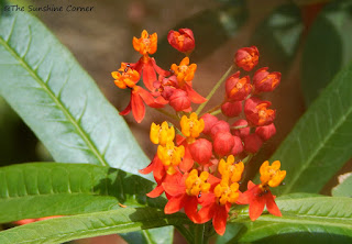 milkweed