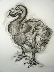 The Dodo Drawing