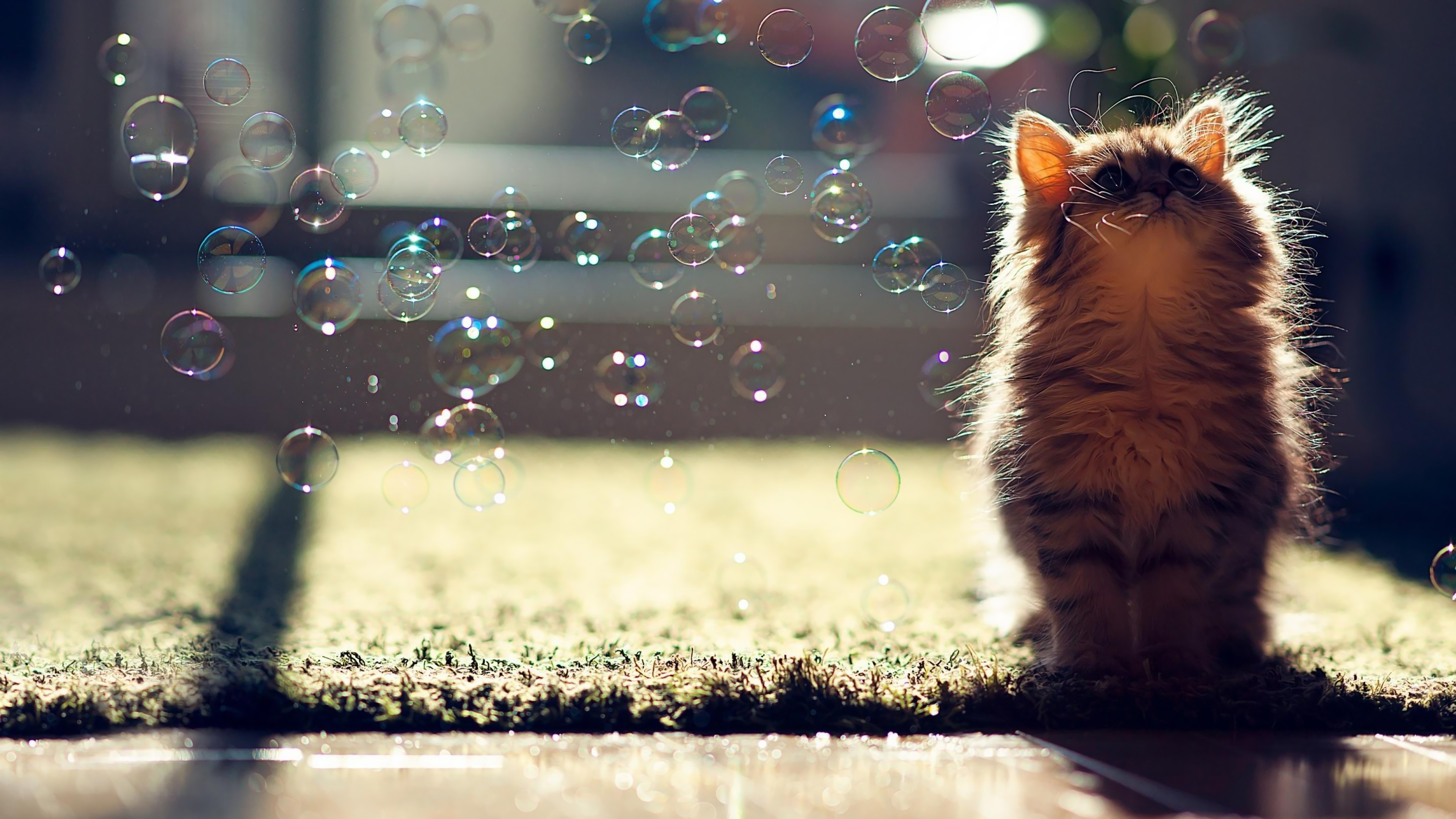 Красивый позитивчик. Котенок и мыльные пузыри. Милые котята. Мыльные пузыри для кошек. Позитивный фон на рабочий стол.