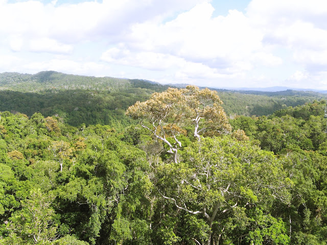 Kuranda rain forest @ in-all-places
