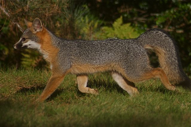 Mendonoma Sightings Two Photos Of A Gray Fox From Coastal Photographer