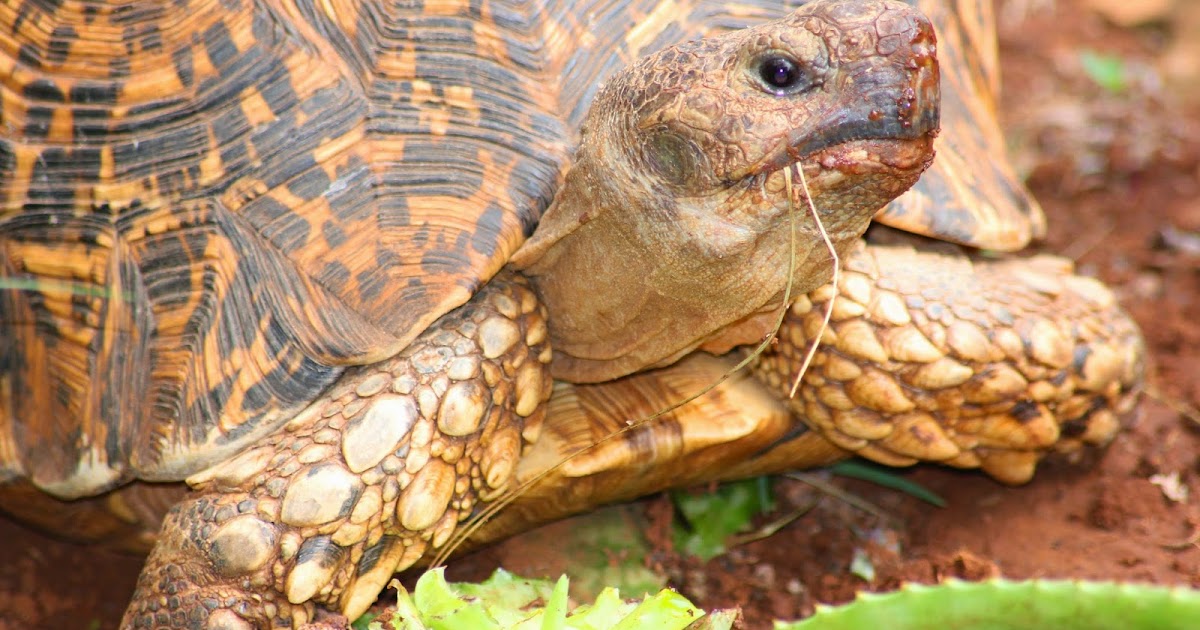 Desert Tortoise Diet In Captivity Pray