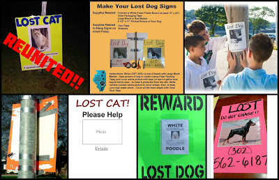 lost pet pr delmarvas lost and found pet network making making flyers