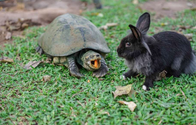 O adorável convívio na vida animal Elfandarilha