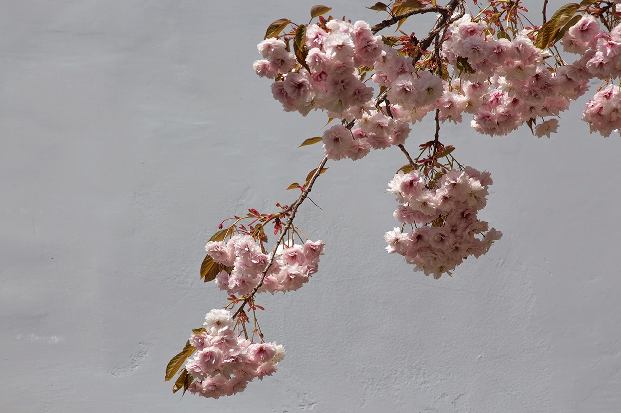 pink cherry blossoms against white wall