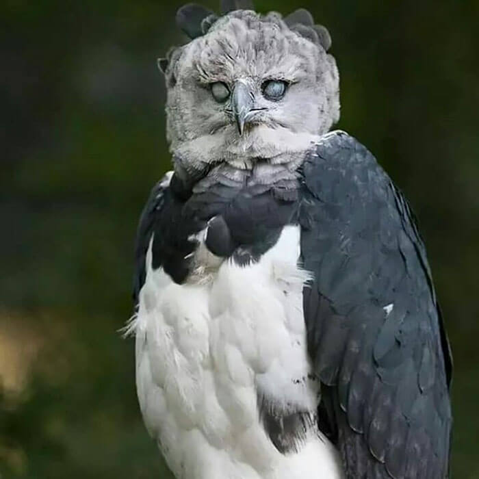 Huge Bird Looks Like A Person In A Costume