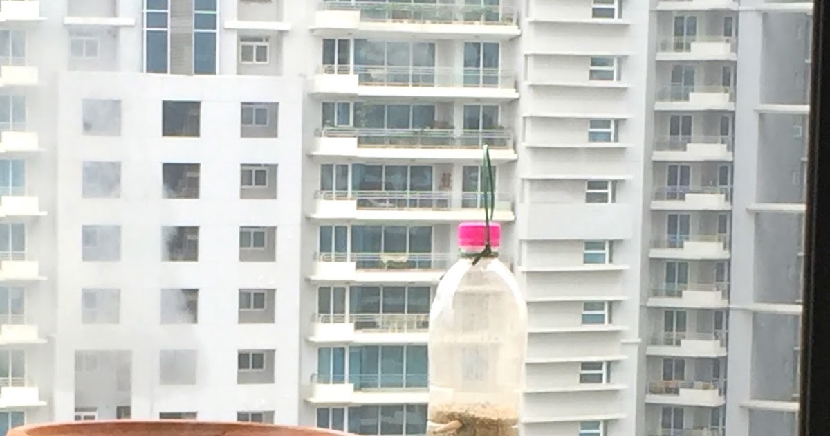 Raghav S World Of Wildlife Bird Feeder In Action