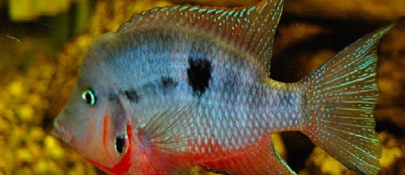Budidaya Ikan Mulut Api Firemouth Cichlid Infoikan Com