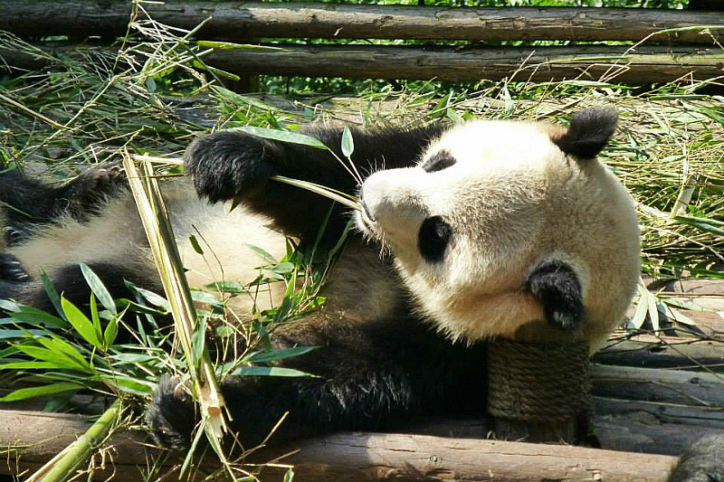 riserva panda gigante chengdu cina