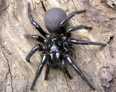 foto: funnel spider australia