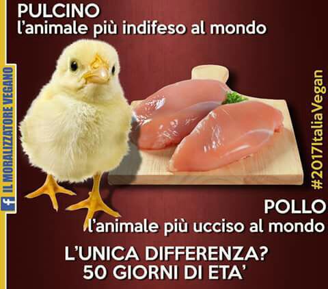 IL POLLO E' UN PULCINO