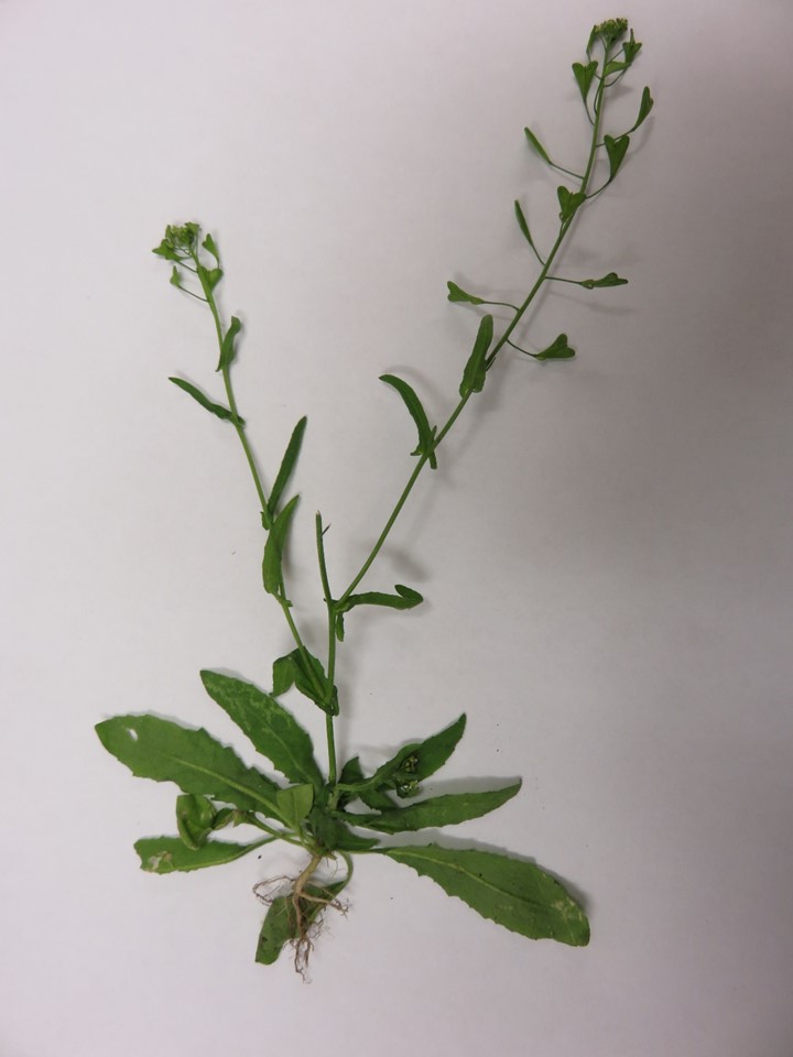 NMSU Plant Clinic Shepherd’s purse (Capsella bursapastoris)