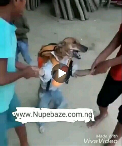 VIDEO: Funny Dog (Download)