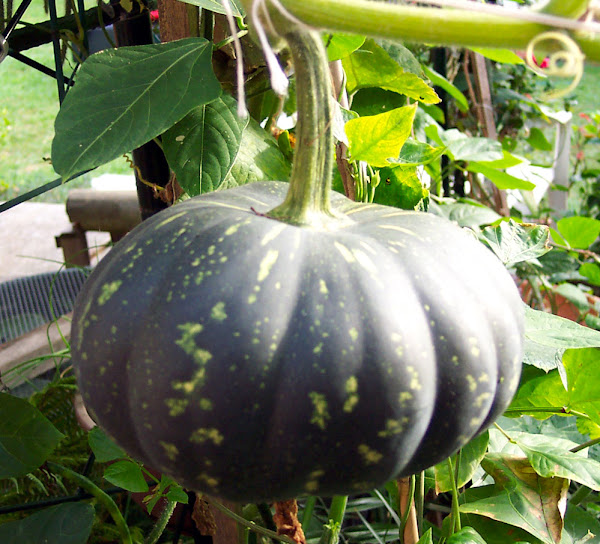 pumpkin, growing pumpkins, guide for growing pumpkins, growing pumpkins in home garden, growing pumpkins organically, how to grow pumpkins, how to start growing pumpkins, growing pumpkins organically in home garden