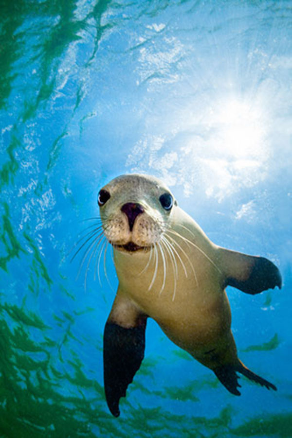 sea lion