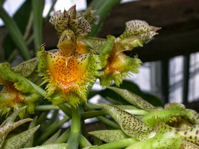 catasetum fimbriatum