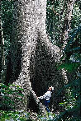 rainforest plants buttress roots trees tree tropical types vegetation plant adapted shallow trunk there forest type grow branches live soil