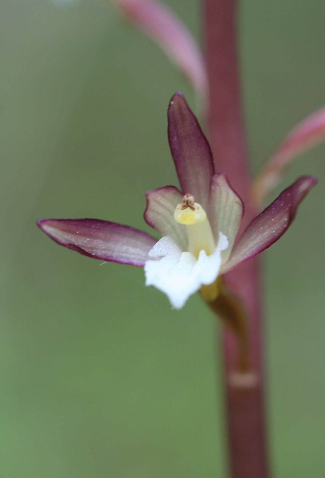 Native Orchids of the Pacific Northwest and the Canadian Rockies (and