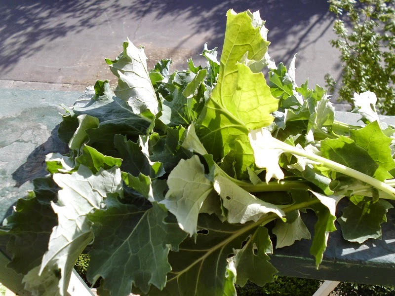 Kale Leaves from garden