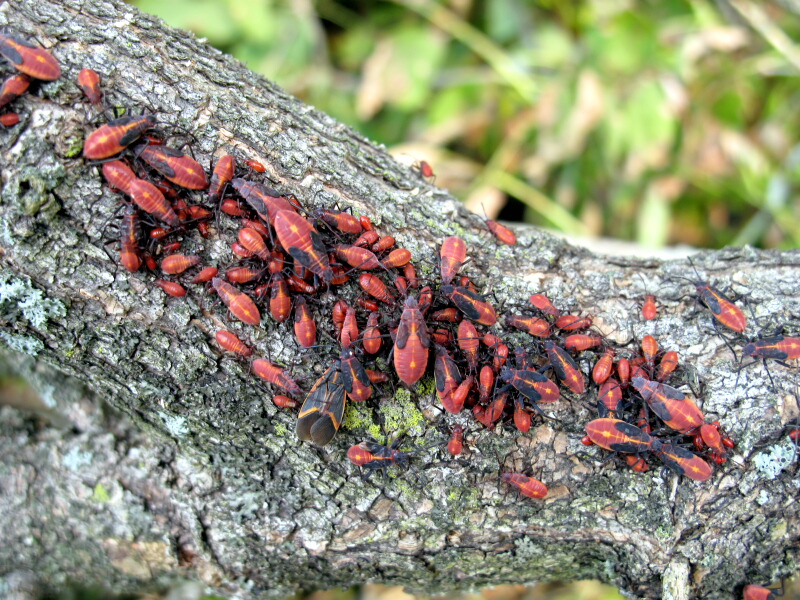 The Joyce Road Neighborhood Boxelder Bug