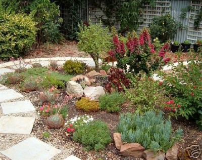 My Carolina Yard: The Year of the Succulent: Tips for creating a