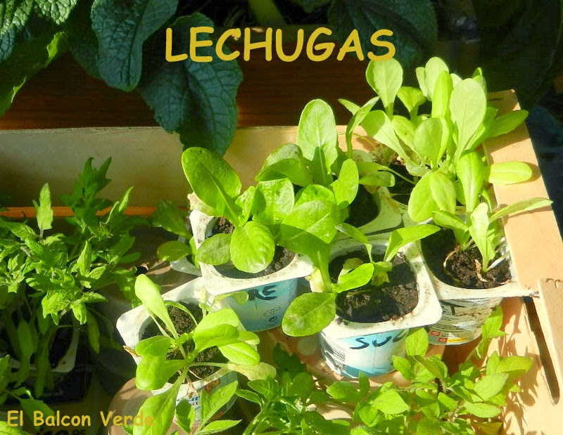 Lechugas