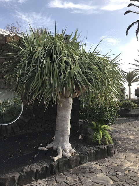 Drachenbaum auf Lanzarote Drachenbaum auf Lanzarote
