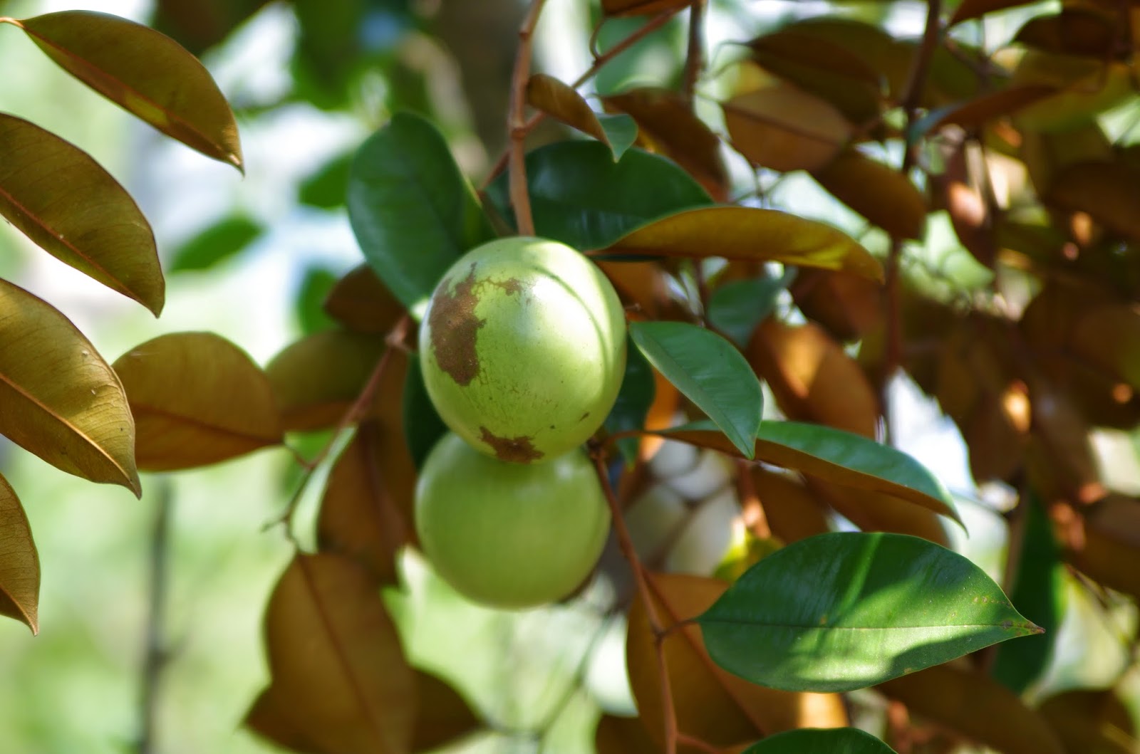 Trees and Plants Star Apple or Caimito (Chrysophyllum cainito)