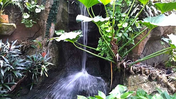 rumah anggrek kebun raya bogor
