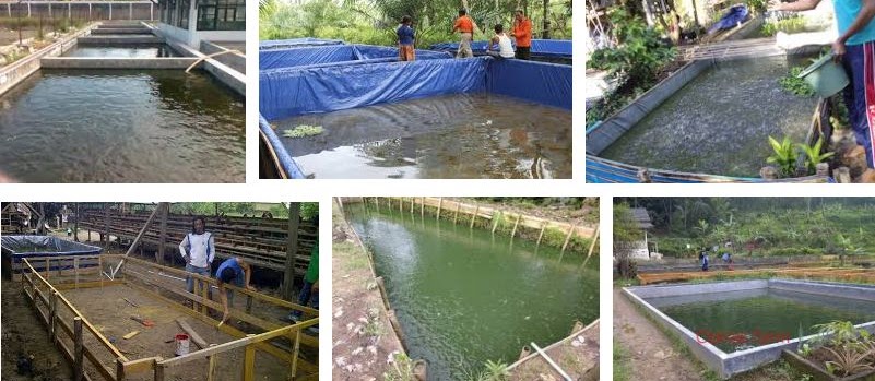 Jenis Kolam untuk Ternak Lele Sekaligus Menjadi Hiasan Taman