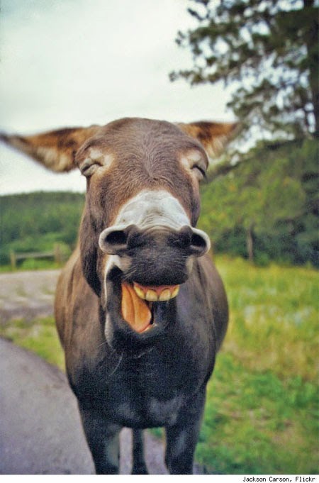 smiling-donkey.jpg