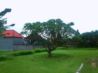 Ornamental and Shade Tree Frangipani Flower Plant In The Garden, Bali, Indonesia
