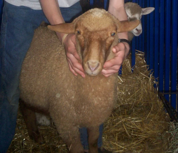 tunis sheep, about tunis sheep, tunis sheep appearance, tunis sheep breed, tunis sheep breed info, tunis sheep breed facts, tunis sheep care, caring tunis sheep, tunis sheep color, tunis sheep characteristics, tunis sheep ewes, tunis sheep facts, tunis sheep for meat, tunis sheep for milk, tunis sheep history, tunis sheep horns, tunis sheep info, tunis sheep images, tunis sheep lambs, tunis sheep meat, tunis sheep origin, tunis sheep photos, tunis sheep pictures, tunis sheep rarity, tunis sheep rearing, raising tunis sheep, tunis sheep size, tunis sheep rams, tunis sheep temperament, tunis sheep tame, tunis sheep uses, tunis sheep varieties, tunis sheep weight