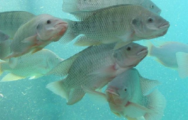 Hama dan Penyakit Ikan Nila