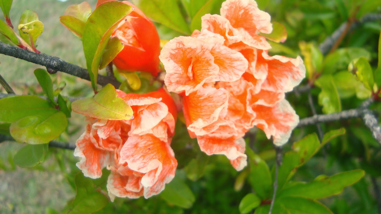 EL GRANADO ORNAMENTAL ( PUNICA GRANATUM ) El Jardín de Elbe