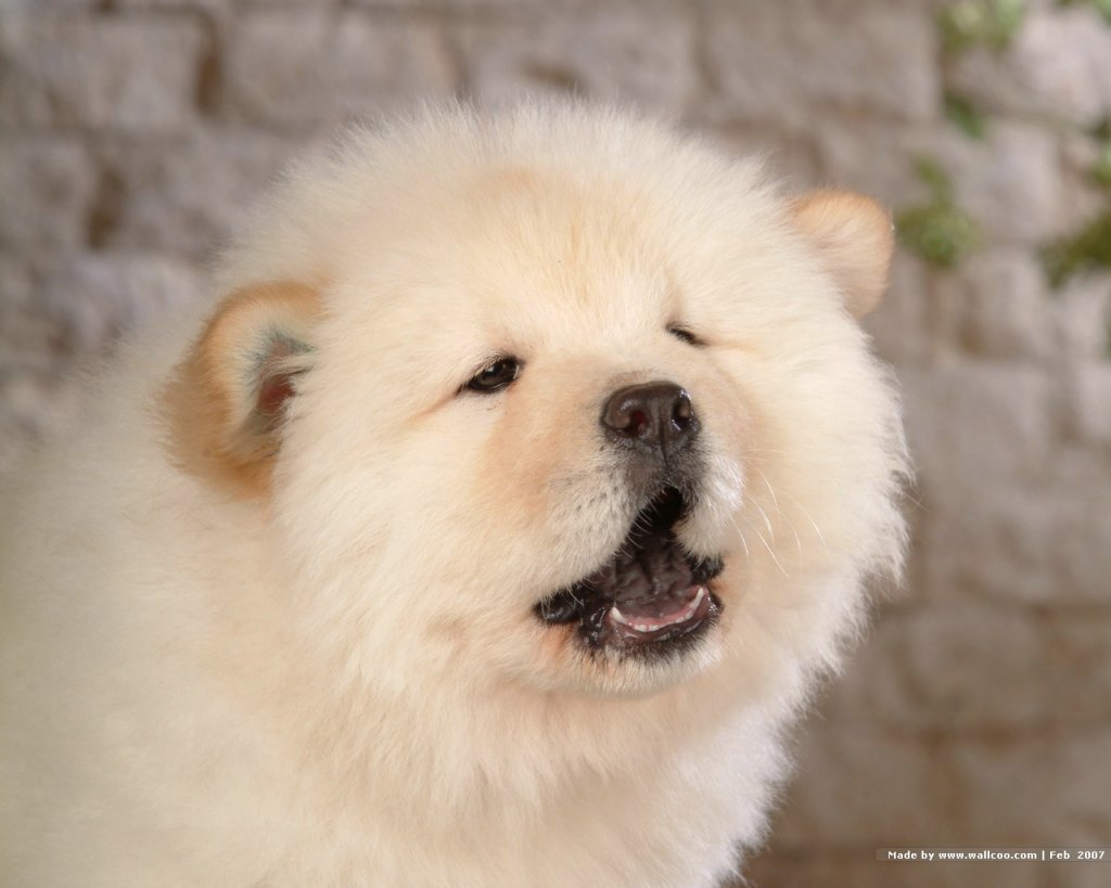 The dog in world Chow Chow dogs