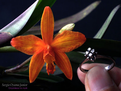 Orquídea Sophrolaelia Marriotiana