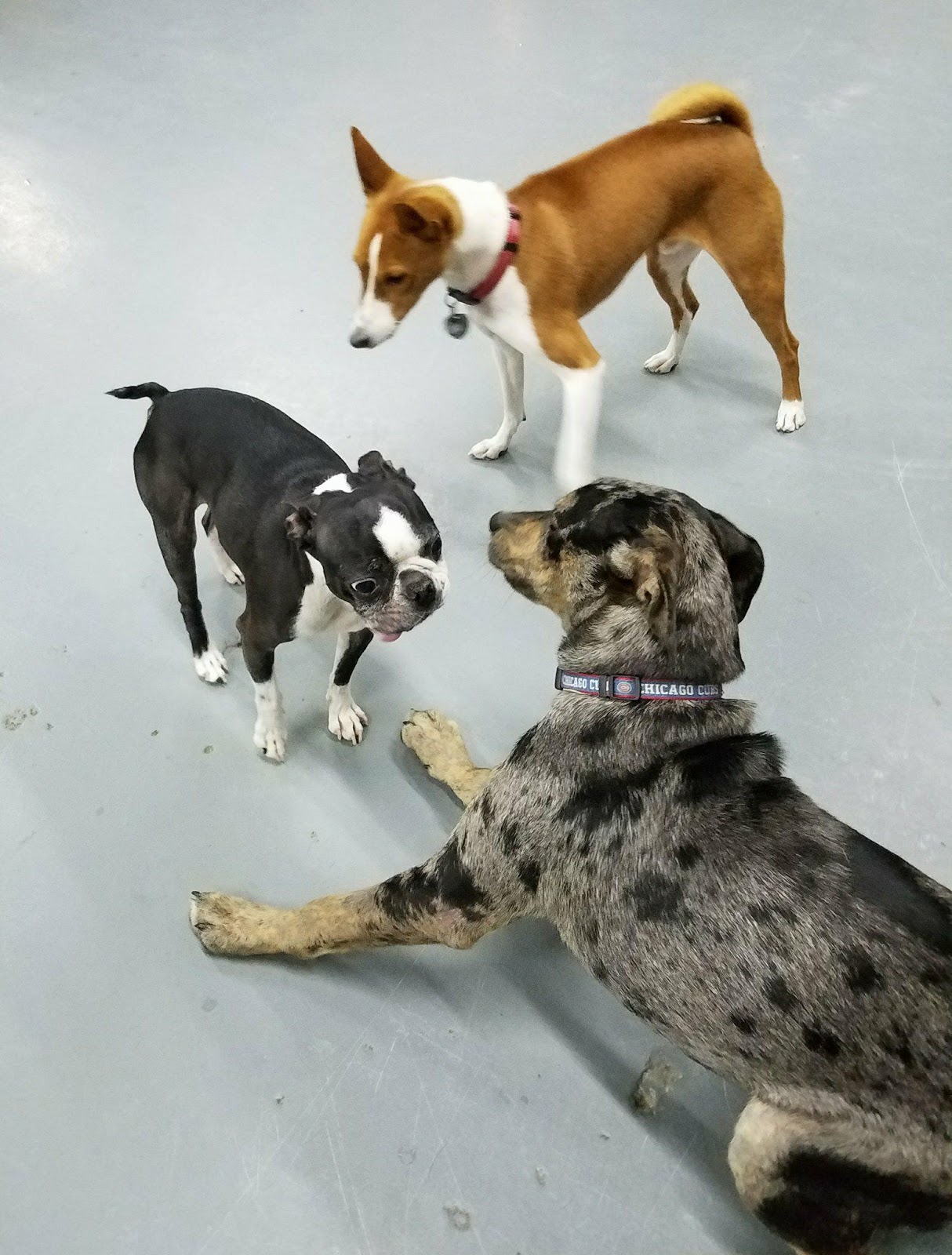 Hoosier Doggy Daycare and Boarding Doggy of the Week... Mack!