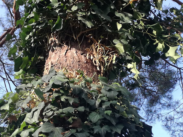 hedera helix