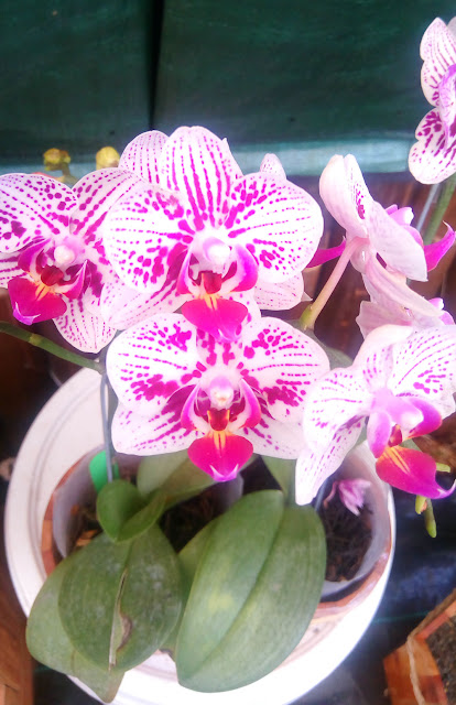 Beautiful Orchid Flowers