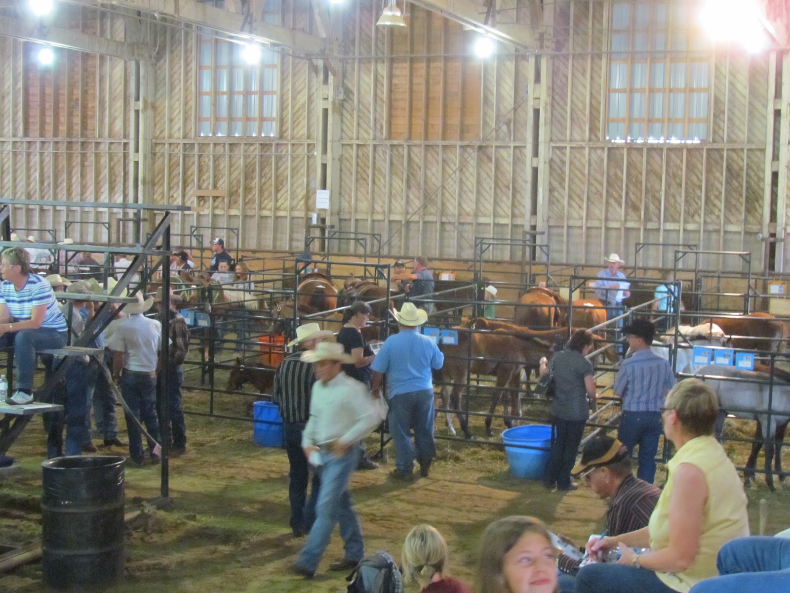 Ranch Riding Maple Creek Ranch Horse Sale
